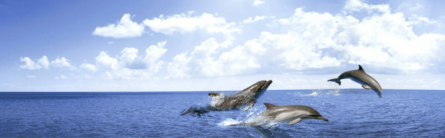 DELFINES AZUL